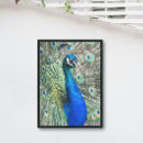 Recherche de beau paon posters Animaux