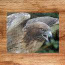 Recherche de queue puzzles Oiseaux de proie