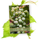 Recherche de raisins verts invitations Toute personne