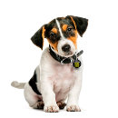 Recherche de simplement animaux articles Noir