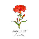 Recherche de carnation vêtements Botanique