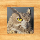 Recherche de rapace carreaux Animal