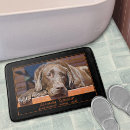Recherche de labrador retriever photographie Animal
