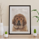 Recherche de mastiff tibétain posters Chien