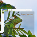Recherche de iguane cartes postales Reptile
