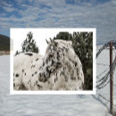 Recherche de appétit cartes postales Appaloosa