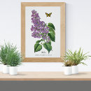 Recherche de papillon lilas posters Botanique