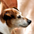 Recherche de russell autocollants Animaux