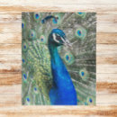 Recherche de exotique puzzles Plumes