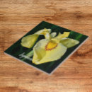 Recherche de iris carreaux Botanique