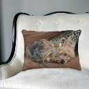 Recherche de yorkshire terrier coussins Chiot