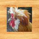 Recherche de volaille carreaux Oiseau