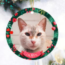 Recherche de chatons ornements Photo de l'animal