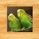 Recherche de bougie carreaux Perroquet