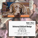 Recherche de chien de labrador cartes visite Chaise