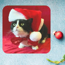 Recherche de chaton noir et blanc autocollants Amusant