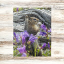 Recherche de écureuil puzzles Rongeur
