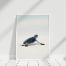 Recherche de tortue posters Plage