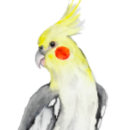 Recherche de dessin perroquet ornements Pour tous