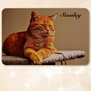 Recherche de animaux de compagnie magnets Chat