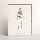 Recherche de biologique humaine posters Crâne