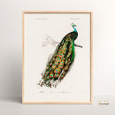 Recherche de paon indien art Vintage