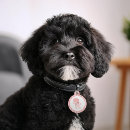 Recherche de caniche animaux articles Français