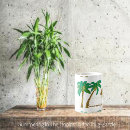 Recherche de cocotiers tasses Île