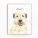 Recherche de wheaten terrier Balai