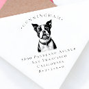 Recherche de boston terrier Toute personne