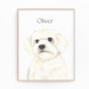 Recherche de bichon de art Maltais