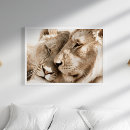 Recherche de lionne posters Lions