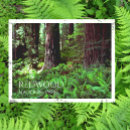 Recherche de arbre de séquoia cartes postales Parc national de redwood
