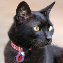 Recherche de art de chats médaillons Amoureux des chats