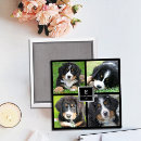 Recherche de photos de chat magnets Modèle