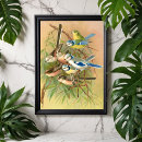 Recherche de eurasien posters Oiseau