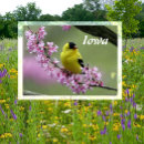 Recherche de arbre jaune cartes postales Oiseaux