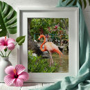 Recherche de flamants photographie Numérique