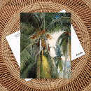 Recherche de noix de coco cartes postales Palmiers