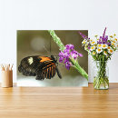 Recherche de papillon violet art Noir