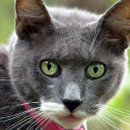 Recherche de chat gris cartes visite Chien