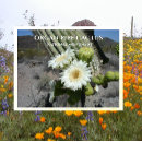 Recherche de cactus de saguaro cartes postales Travel