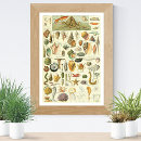 Recherche de illustrations scientifiques posters Histoire naturelle