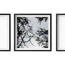 Recherche de cône photographie Pinécone