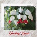Recherche de fleurs rouges et blanches cartes postales Photographie de la nature