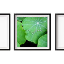 Recherche de macro posters Bois