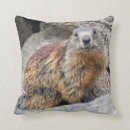 Recherche de marmottes coussins Rongeur