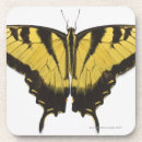 Recherche de tigre dessous de verres Papillon