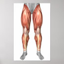 Recherche de jambe humaine posters Gracilis