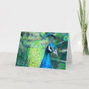 Recherche de couleurs paon vœux cartes Nature